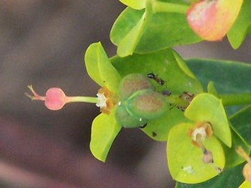 Euphorbia dendroides